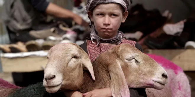 Seorang Anak Penjual Hewan Kurban Menanti 131015122509 147