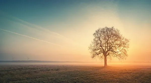 Morning Glory By Matthias Haker D7czdfg