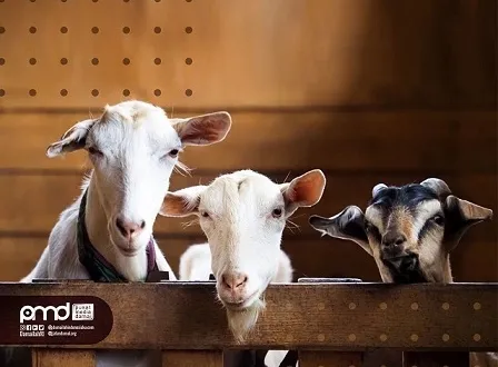 Idul Qurban: Bukti Bahwa Agama Tak Menghendaki Kekerasan dan Pembunuhan