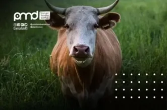 Idul adha, Ritus Suci yang Menutup Celah Konflik di Akar Rumput