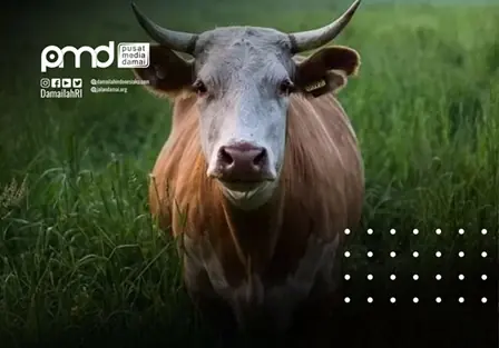 Idul adha, Ritus Suci yang Menutup Celah Konflik di Akar Rumput