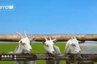 Qurban sebagai Sarana Penyatuan Identitas Nasional