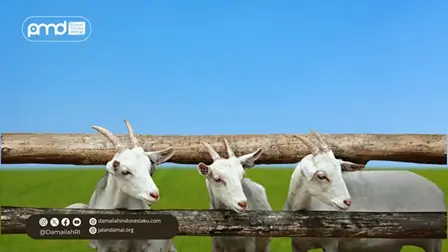 Qurban sebagai Sarana Penyatuan Identitas Nasional